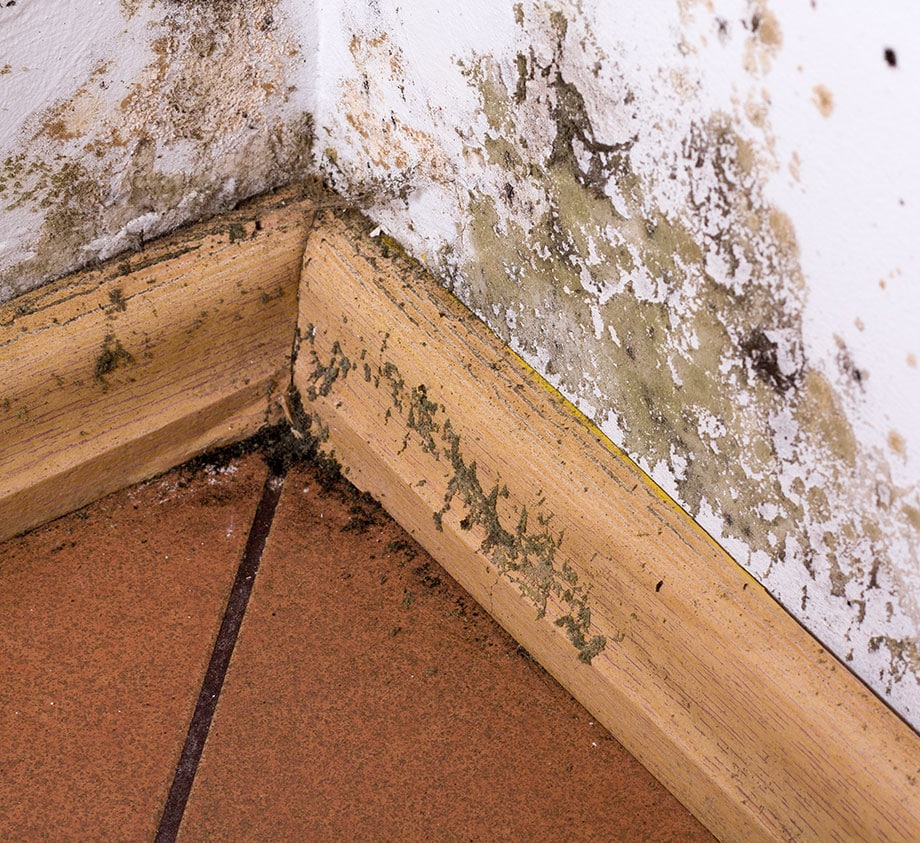 Mold Growth in Home with Damage